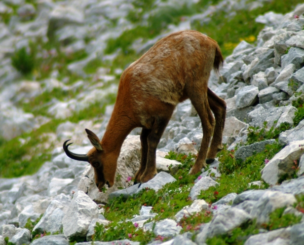 Camoscio d''Abruzzo Rupicapra pyrenaica ornata